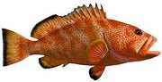 Strawberry Grouper 0.8-1 pound