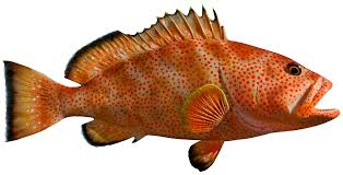 Strawberry Grouper 0.8-1 pound
