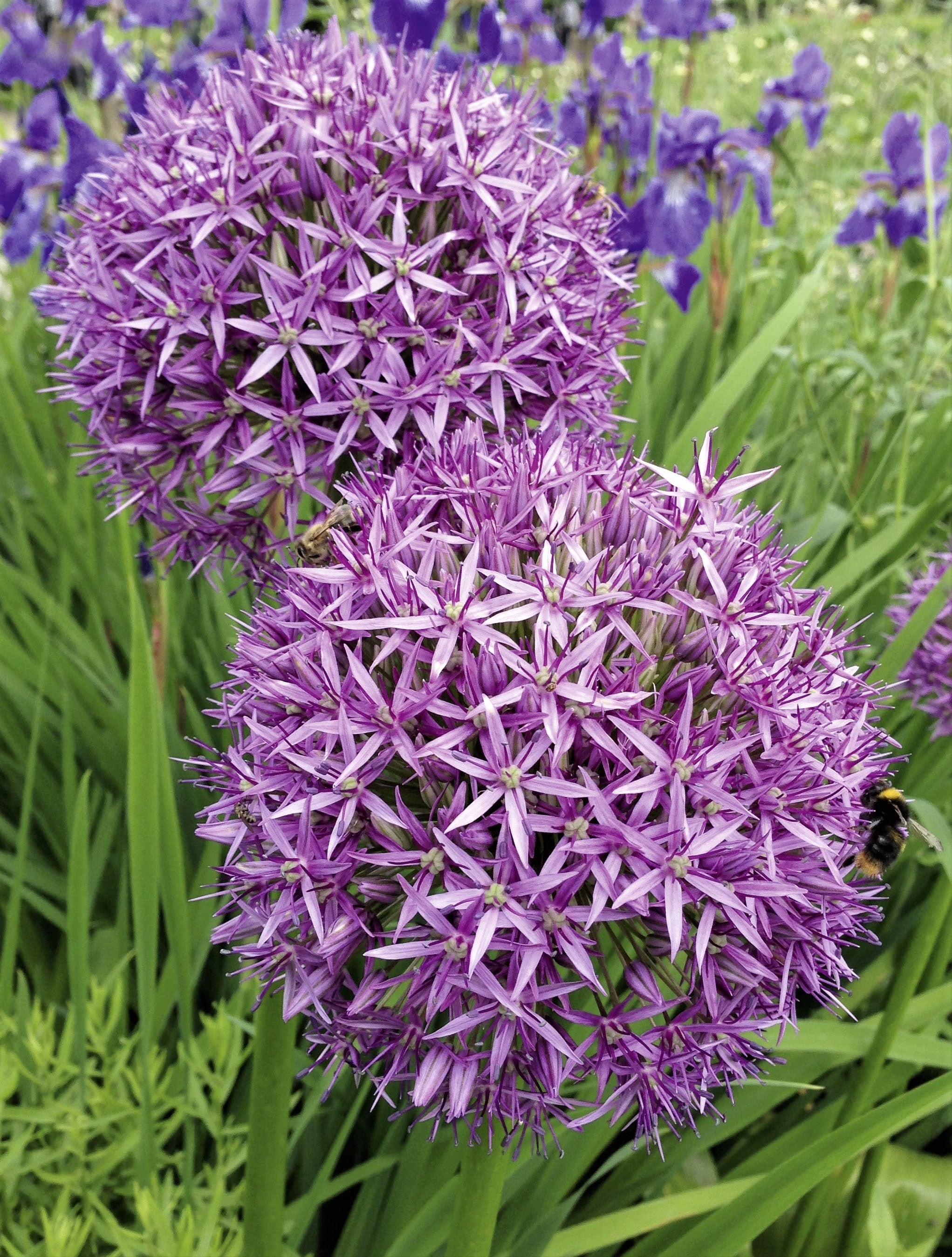 20 STAR OF PERSIA ALLIUM Christophii Silvery Amethyst Purple Flower Seeds