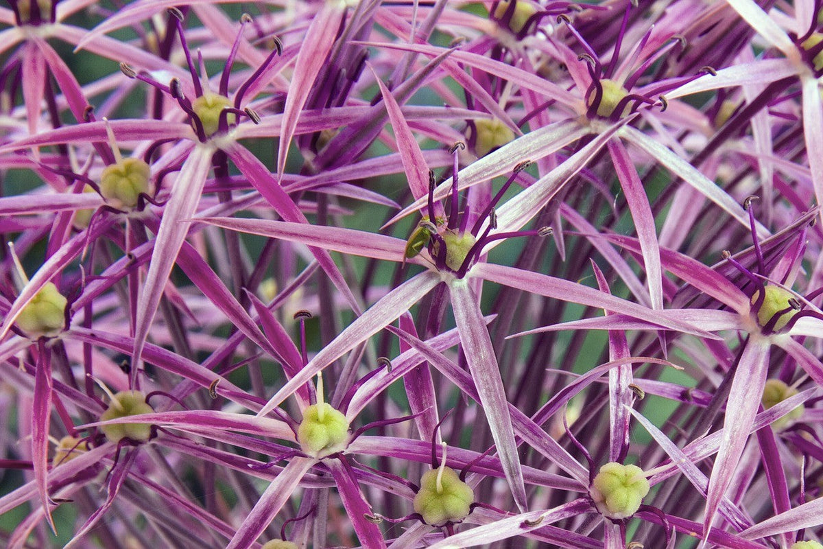 20 STAR OF PERSIA ALLIUM Christophii Silvery Amethyst Purple Flower Seeds