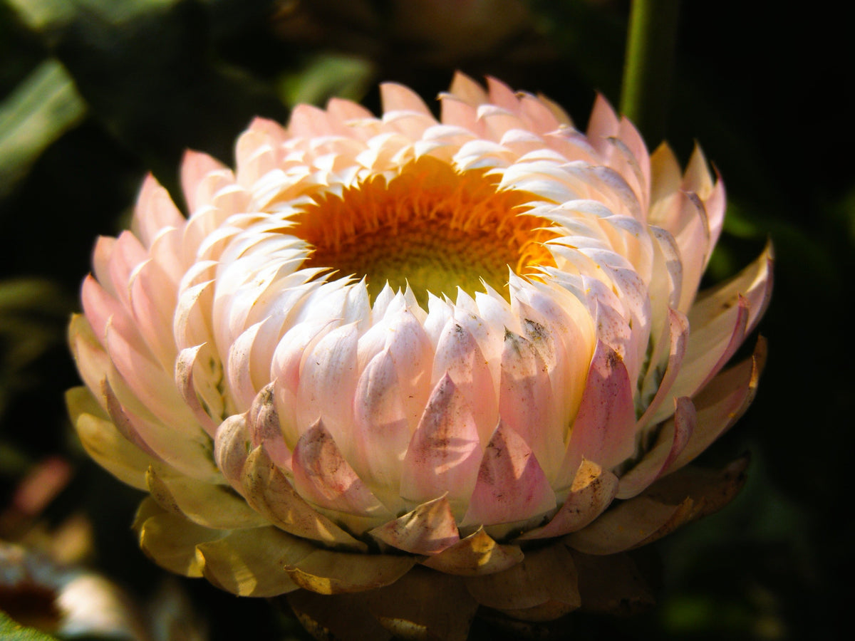 100 APRICOT & PEACH STRAWFLOWER Organic Mix Coral Paper Daisy Helichrysum Bracteatum Flower Seeds