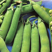Tall Telephone Vining Treated Pea Seeds