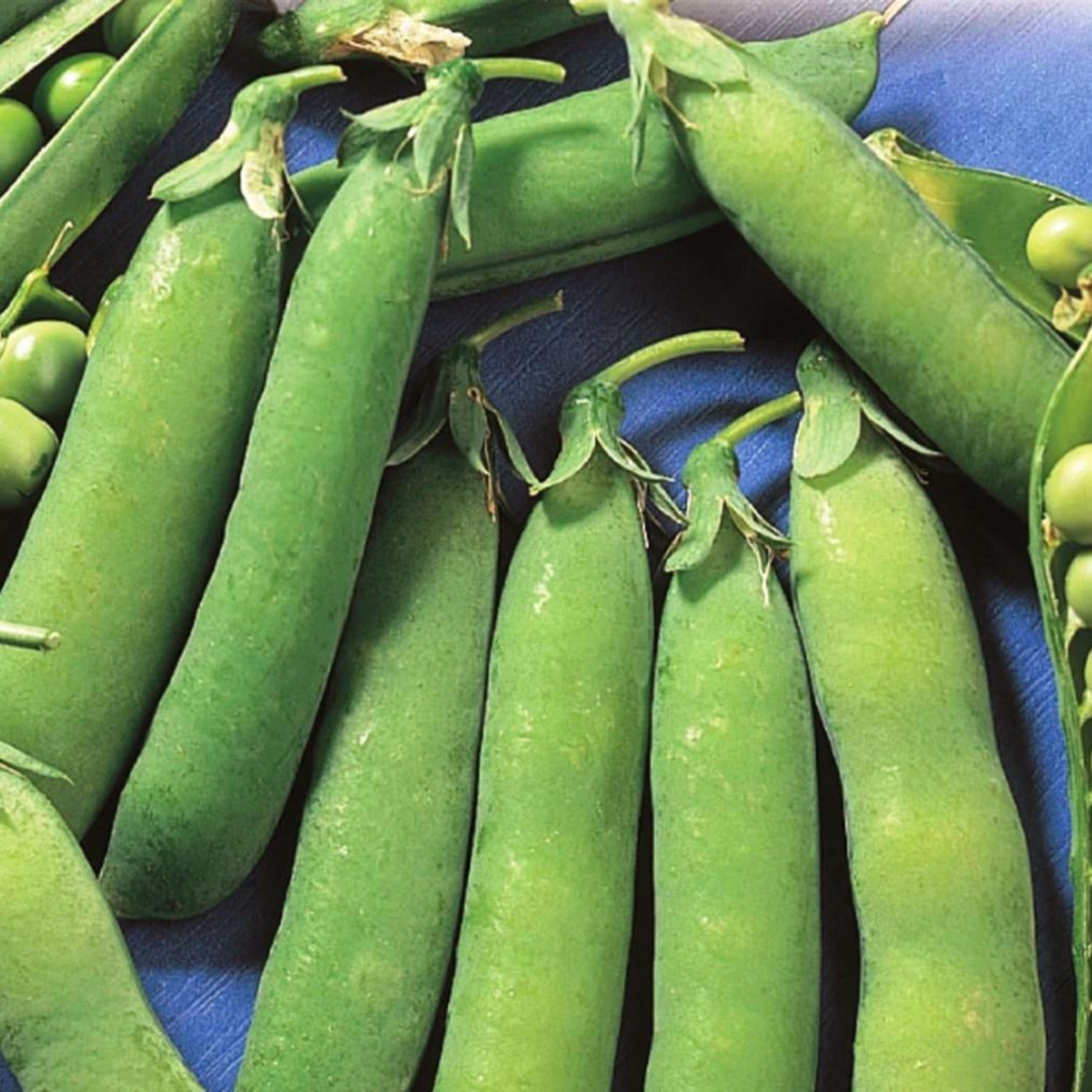 Tall Telephone Vining Treated Pea Seeds