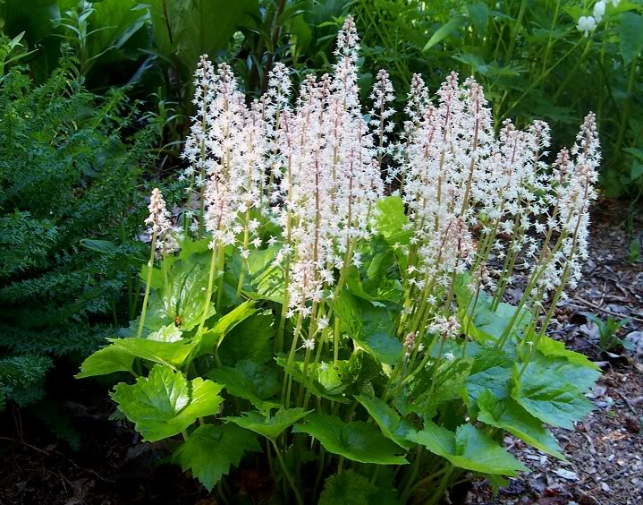 20 HEARTLEAF FOAMFLOWER White & Pink Tiarella Wherryi Coolwort Flower Seeds
