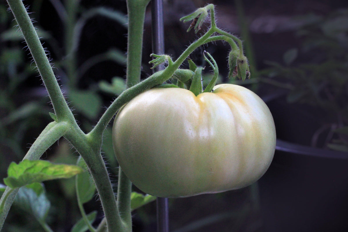 50 WHITE Wonder BEEFSTEAK TOMATO Lycopersicon 1 - 2 lb Fruit Vegetable Seeds