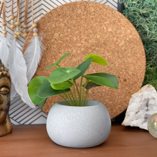 Mini Succulent Planter | Air Plant Holder