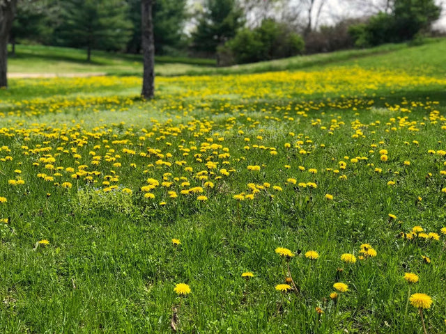 Triad SELECT Broadleaf Herbicide