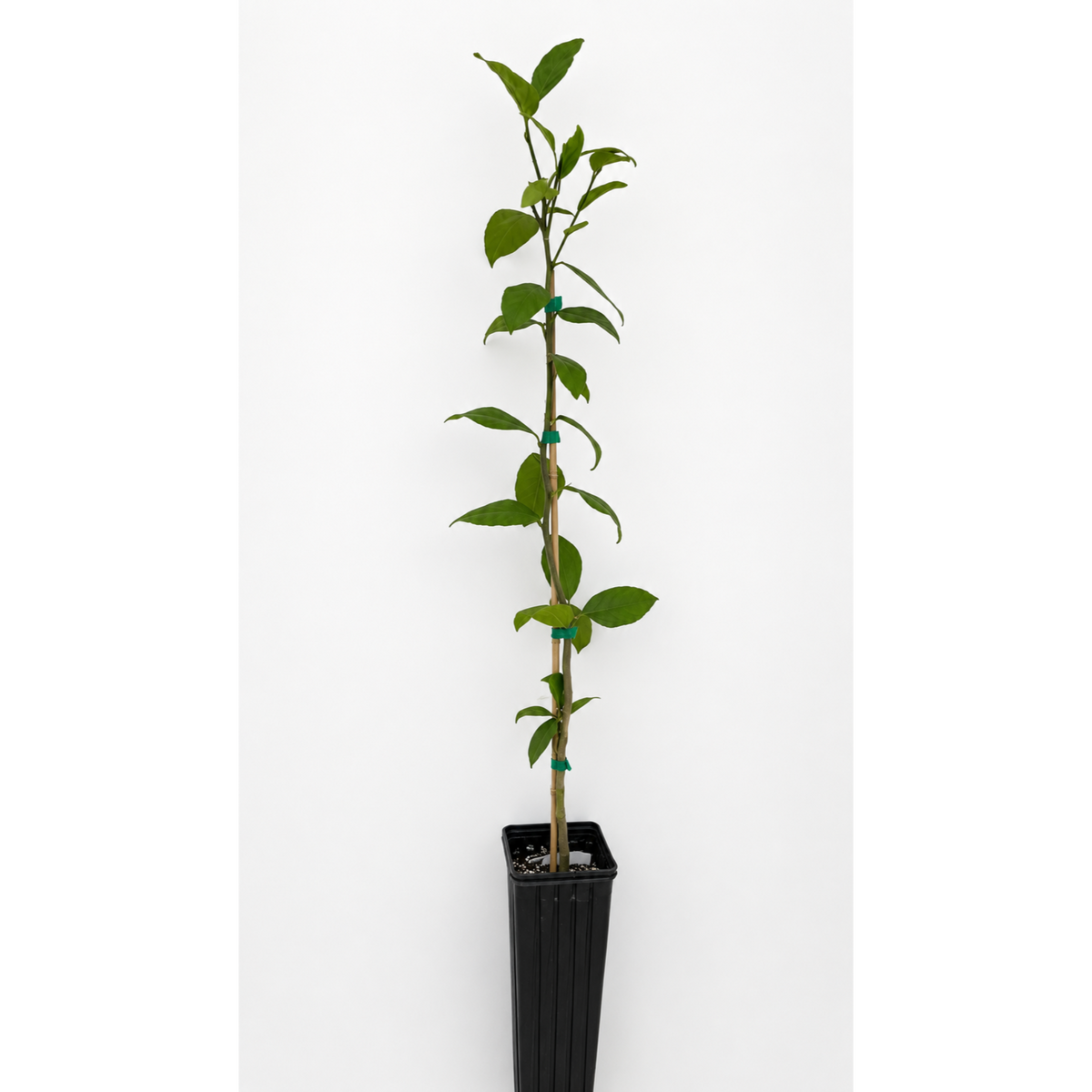 Meyer Lemon Tree (FL)