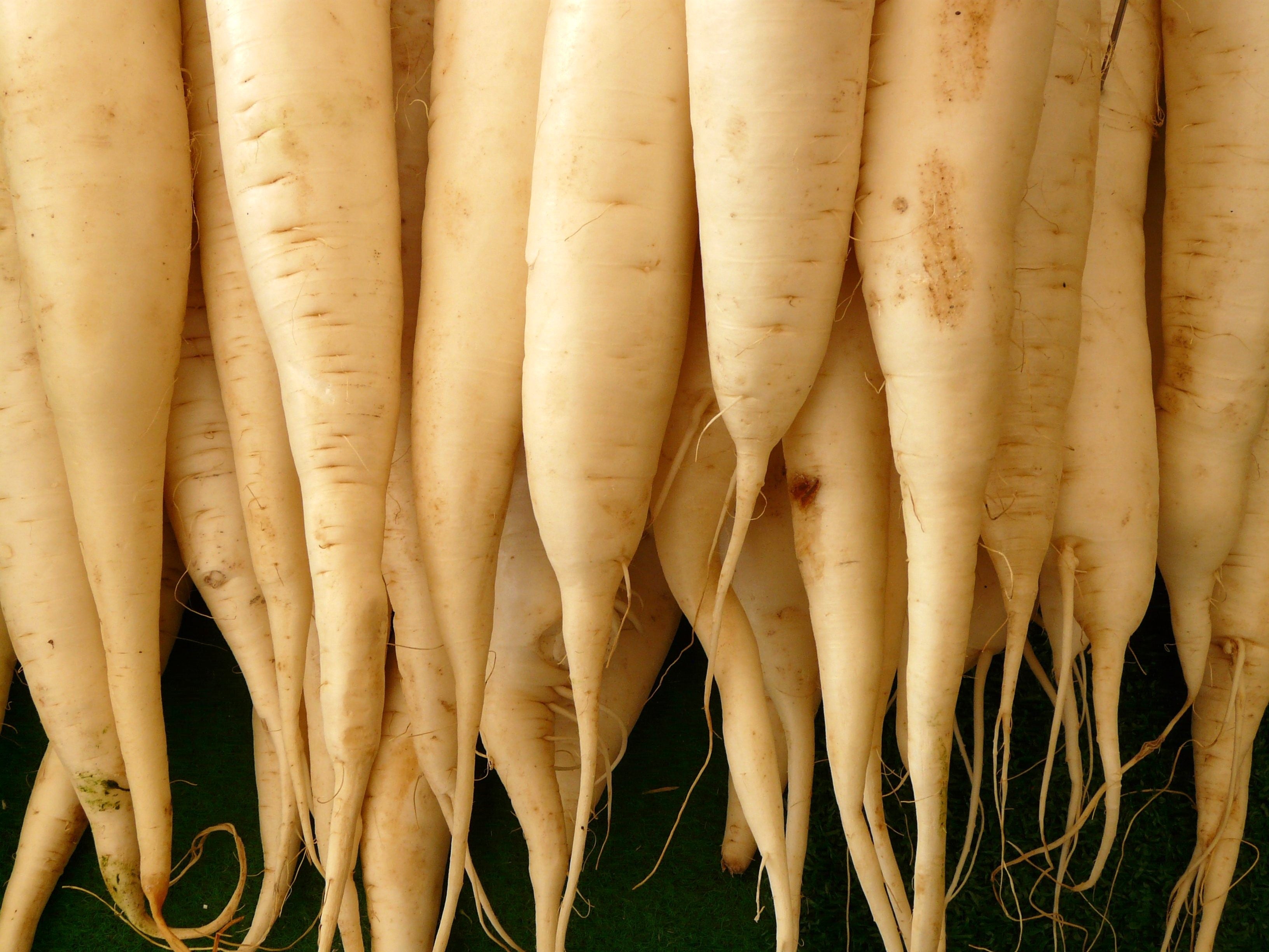300 LUNAR WHITE CARROT Daucus Carota Vegetable Seeds