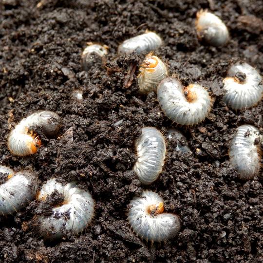 Acelepryn G Insecticide - Granular Grub & Armyworm Control