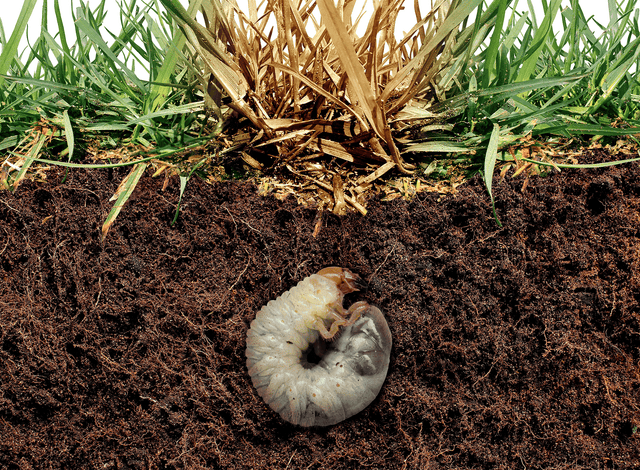 Acelepryn G Insecticide - Granular Grub & Armyworm Control