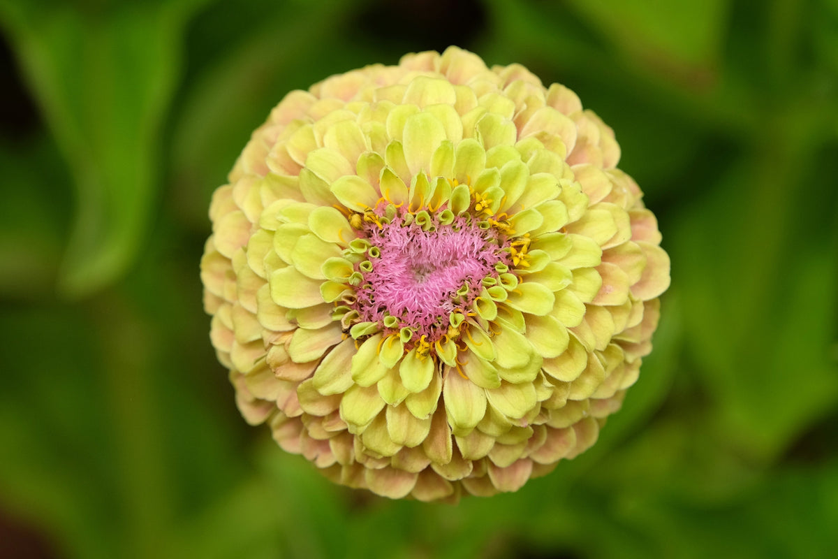20 Organic QUEENY LIME MIX ZINNIA Elegans Mixed Colors Red Orange Yellow Pink Green Queen Flower Seeds