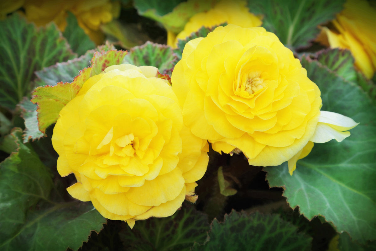 10 MIXED DOUBLE BEGONIA Tuberosa Tuberous Begonia Red Pink White Yellow Orange Shade Flower Seeds